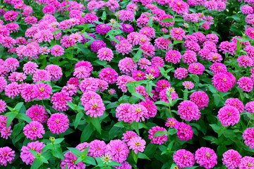 Obraz premium Pink zinnia flower in the field