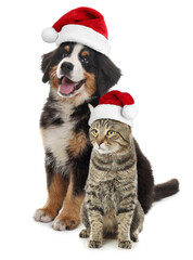 Adorable dog and cat with Santa hats on white background