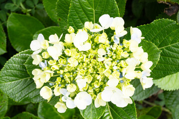 Hydrangea Flower in Bloom