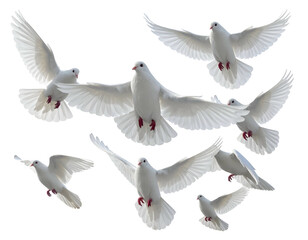 Flock of white doves soaring gracefully in flight