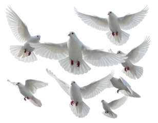 Flock of white doves soaring gracefully in flight