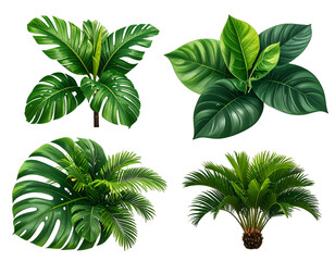 Four lush green tropical plants, isolated