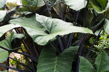 Black Colocasia with Large Green Leaves