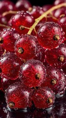 Fresh red currant berries with water drops - macro shot for nature and culinary design