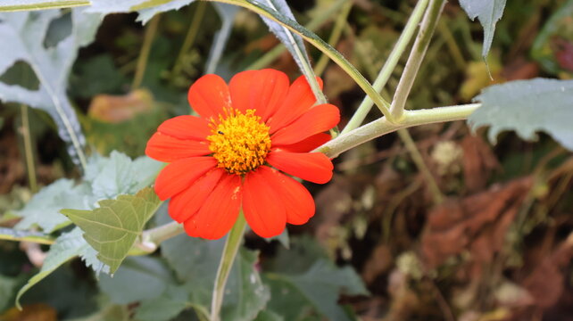 flor naranja con abeja en el centro-fotografia macro natural.