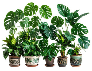 Lush green houseplants in decorative pots