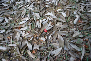 枯れ葉のカーペットの上に、ただ一箇所だけ鮮やかな赤色を放つ