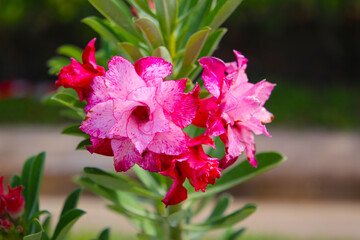 Adenium obesum, Desert rose flowers in full bloom.