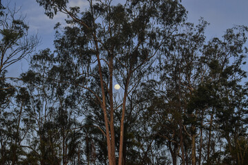 Fototapeta premium Moody Twilight Sky with Full Moon and Tree Silhouettes – Purple Blue Dusk Atmosphere