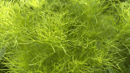 Fresh Green Grass Texture Background