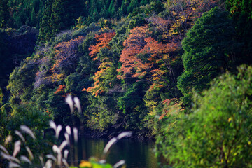 紅葉に染まる渓谷
