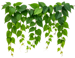 Lush green vines cascading downwards