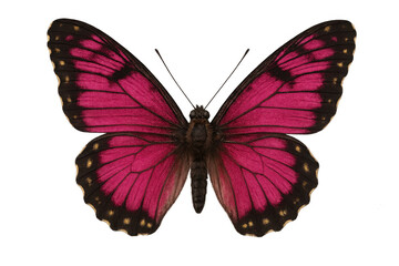 Obraz premium Pink butterfly opening elegant wings, isolated, cut out. Vibrant insect with golden spots, nature beauty