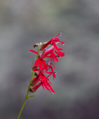 Close Up of a Cardinal Flower in Full Bloom Against a Gray Background