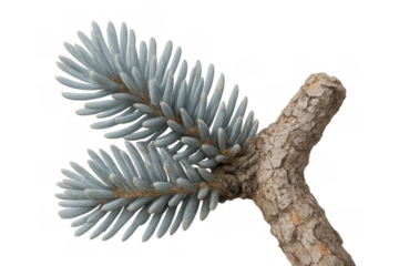 Blue spruce pine branch with green-blue needles and brown bark, cut out on a transparent background