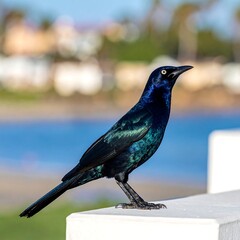 Glossy black bird with iridescent feathers perches on a white ledge. Background blurred