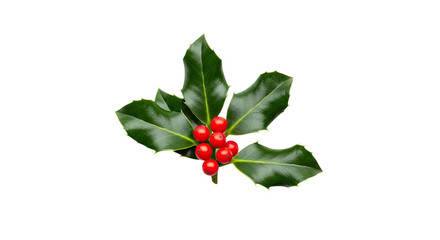 A beautiful sprig of festive holly with glossy green leaves and a central cluster of vibrant red berries, a traditional symbol of the winter holiday season