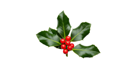 A beautiful sprig of festive holly with glossy green leaves and a central cluster of vibrant red berries, a traditional symbol of the winter holiday season