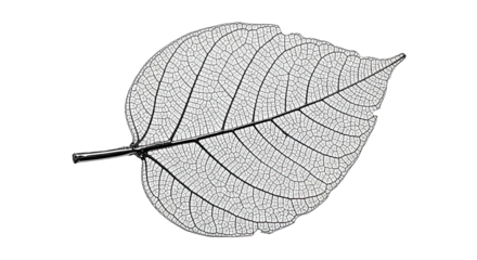 A stunning macro photograph of a delicate white skeleton leaf, revealing its intricate vein structure and fragile, lace-like texture in a minimalist black and white composition