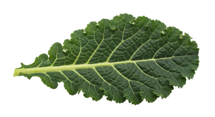 A single fresh green kale leaf with intricate veins and a detailed textured surface showing its natural organic structure and ruffled edges, viewed from a top-down perspective