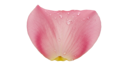A delicate single pink rose petal with fresh, clear water droplets on its textured surface, showing intricate veins and a soft gradient of color from pink to yellow at the base