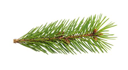 A detailed macro photograph of a fresh green conifer branch with sharp needles and small brown cones, showcasing the natural texture and vibrant color of the evergreen