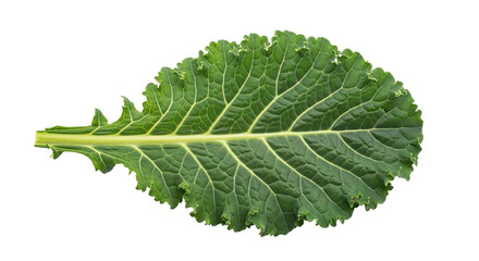 A detailed top view of a vibrant green kale leaf showcases its intricate vein structure and ruffled edges, symbolizing fresh, raw, and nutritious superfoods