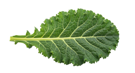 A detailed top view of a vibrant green kale leaf showcases its intricate vein structure and ruffled edges, symbolizing fresh, raw, and nutritious superfoods