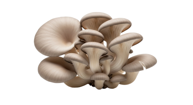 A beautiful cluster of fresh oyster mushrooms with delicate gills and smooth, fan-shaped caps, showcasing their natural, organic form in a detailed composition