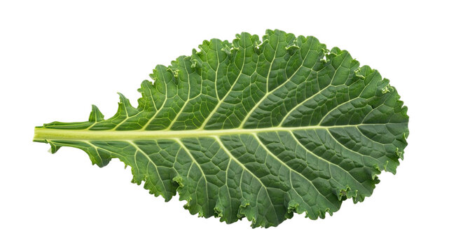 A detailed top view of a vibrant green kale leaf showcases its intricate vein structure and ruffled edges, symbolizing fresh, raw, and nutritious superfoods
