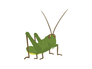 Hand Drawn Locust Grasshopper Insect
