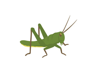 Hand Drawn Grasshopper Animal Illustration
