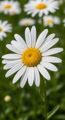Fototapeta premium White daisy with yellow center blooms in a green field.