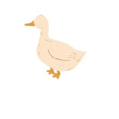 duck isolated on white