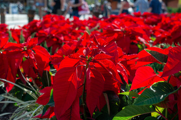 Euphorbia pulcherrima, the poinsettia plant, with bright red flowers growing in flower pots along the side of a road. The Christmas floral displays have dark red leaves and green foliage.