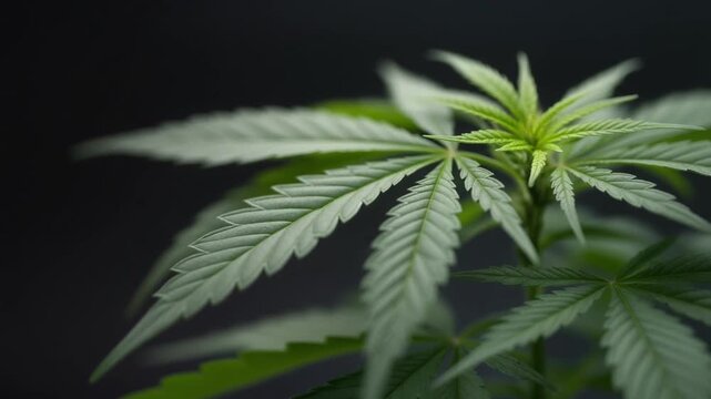 Close-up of a cannabis plant with vibrant green leaves against a dark background.