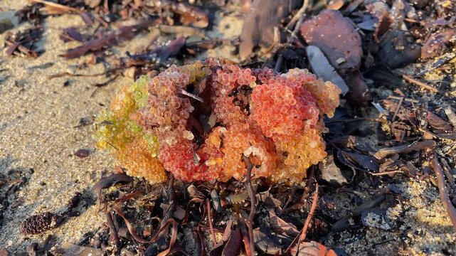 Colorful cluster of wild fish roe, likely sculpin (Myoxocephalus stelleri), attached to seaweed and washed up on a sandy beach mixed with natural debris after a storm. Unique marine texture.