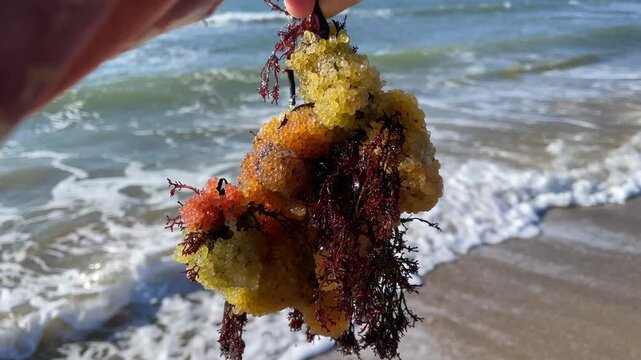 Colorful cluster of wild fish roe, likely sculpin (Myoxocephalus stelleri), attached to seaweed and washed up on a sandy beach mixed with natural debris after a storm. Unique marine texture.