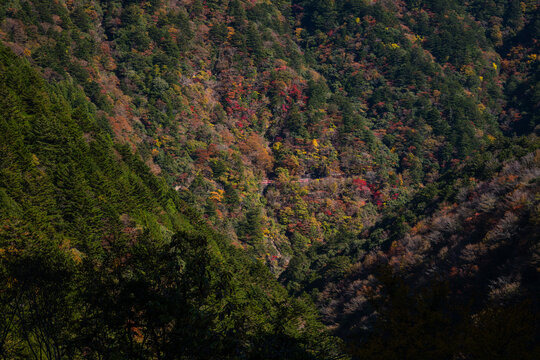 Autumn Scenery of the Abt System Locomotive on the Ikawa Line in Sesso Gorge, Shizuoka / Mountain Valley and Fall Colors