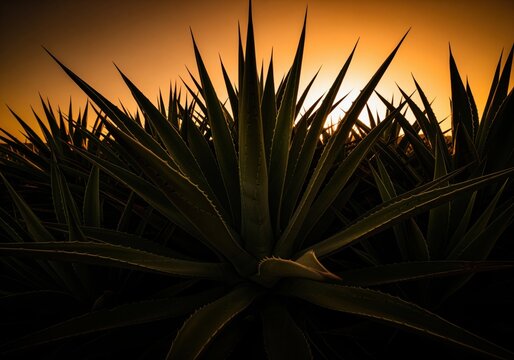 Dramatic sunset over a field of spiky agave plants with vibrant orange sky