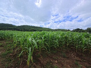 corn field with blue sky