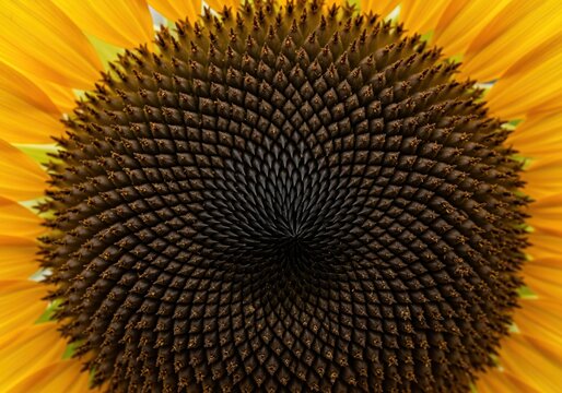 Extreme close up of sunflower seed head with intricate geometric spiral pattern - Powered by Adobe
