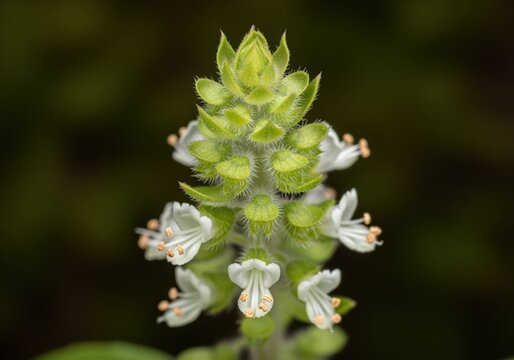 Macro close up of holy basil flower spike, showing white blossoms and apical meristem