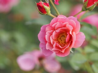 ライラック色のバラ　あおい