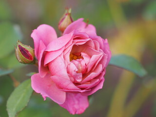 ライラック色のバラ　あおい