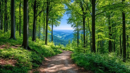 Fototapeta premium Forest managed sustainably with fsc certification concept. A serene forest pathway surrounded by vibrant green trees.