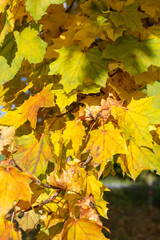 A tree with yellow leaves is in the foreground