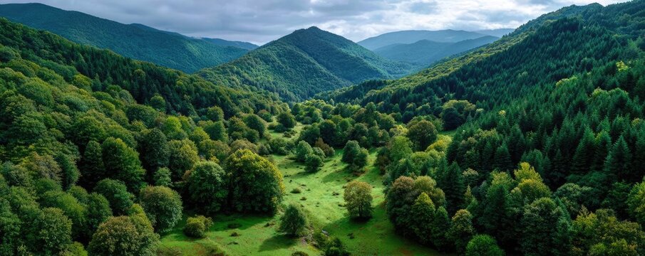 Forest managed sustainably with fsc certification concept. Breathtaking view of lush green hills under a cloudy sky.