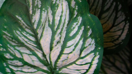 green tree background