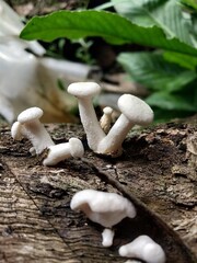 Lentinus squarrosulus mushoom 